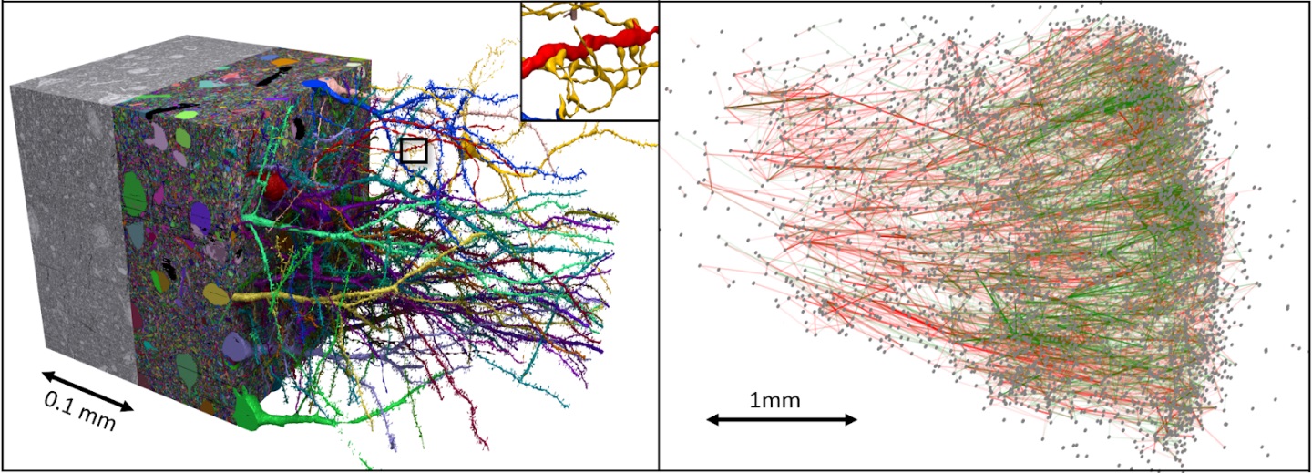 Слева: небольшой участок набора данных. Справа: Подграф нейронов, возбуждающие нейроны выделены зеленым цветом, а тормозные - красным.
