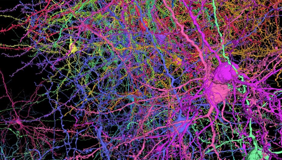 Запущен международный проект для создания самой подробной  за всю историю человечества карты мозга