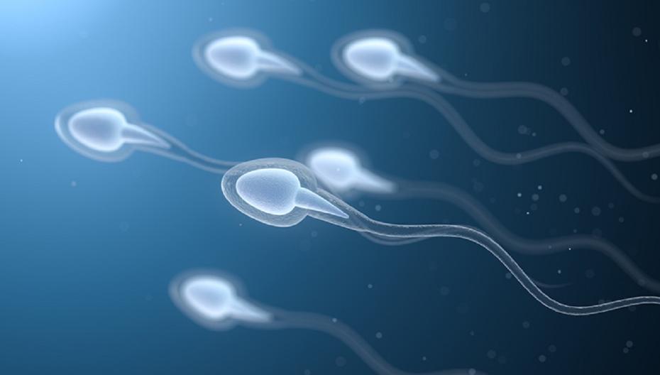 Использование сотовых телефонов влияет на снижение количества сперматозоидов у мужчин
