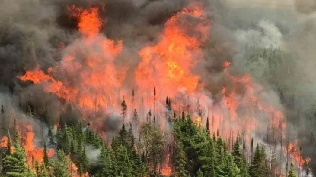 Смартфон может использоваться для прогнозирования лесных пожаров