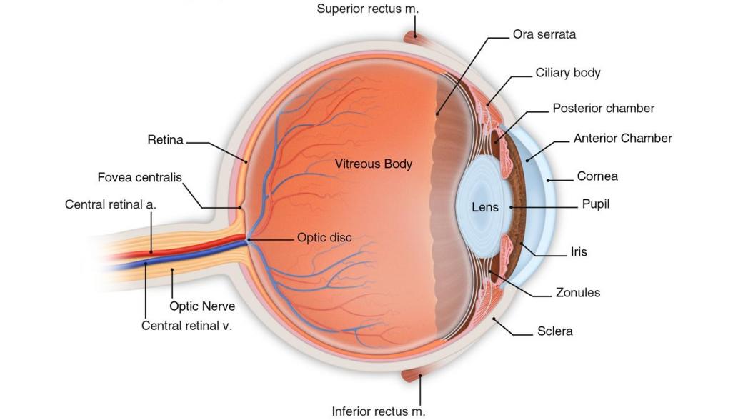 Ранняя диагностика диабетической ретинопатии с помощью искусственного интеллекта